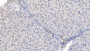 DAB staining on IHC-P; Samples: Human Liver Tissue; Primary Ab: 20µg/ml Rabbit Anti-Human TAN1 Antibody Second Ab: 2µg/mL HRP-Linked Caprine Anti-Rabbit IgG Polyclonal Antibody