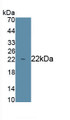 Nitric Oxide Synthase 2, Inducible (NOS2) Monoclonal Antibody, CAU30180