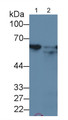 Heat Shock Protein 60 (Hsp60) Monoclonal Antibody, CAU30184