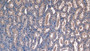 DAB staining on IHC-P; Samples: Human Kidney Tissue;  Primary Ab: 10µg/ml Mouse Anti-Human OC Antibody Second Ab: 2µg/mL HRP-Linked Caprine Anti-Mouse IgG Polyclonal Antibody 