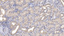 DAB staining on IHC-P; Samples: Human Kidney Tissue;  Primary Ab: 10µg/ml Mouse Anti-Human OC Antibody Second Ab: 2µg/mL HRP-Linked Caprine Anti-Mouse IgG Polyclonal Antibody 