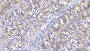 DAB staining on IHC-P; Samples: Human Stomach Tissue;  Primary Ab: 10µg/ml Mouse Anti-Human IFNb Antibody Second Ab: 2µg/mL HRP-Linked Caprine Anti-Mouse IgG Polyclonal Antibody 