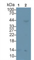 Serum Amyloid A (SAA) Monoclonal Antibody, CAU30203