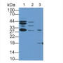 Heat Shock 40kDa Protein 3 (HSPF3) Polyclonal Antibody, CAU30217