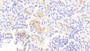 DAB staining on IHC-P; Samples: Human Kidney Tissue;  Primary Ab: 20μg/ml Rabbit Anti-Human ANXA13 Antibody Second Ab: 2µg/mL HRP-Linked Caprine Anti-Rabbit IgG Polyclonal Antibody 