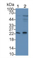 Killer Cell Lectin Like Receptor Subfamily D, Member 1 (KLRD1) Monoclonal Antibody, CAU30222