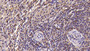 DAB staining on IHC-P; Samples: Human Spleen Tissue;  Primary Ab: 30µg/ml Mouse Anti-Human KLRD1 Antibody Second Ab: 2µg/mL HRP-Linked Caprine Anti-Mouse IgG Polyclonal Antibody 