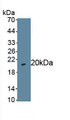 GA Binding Protein Transcription Factor Alpha (GABPa) Polyclonal Antibody, CAU30227