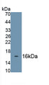 Neurotrophic Tyrosine Kinase Receptor Type 1 (NTRK1) Monoclonal Antibody, CAU30235