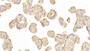 DAB staining on IHC-P; Sample: Human Placenta Tissue;  Primary Ab: 30μg/ml Mouse Anti-Human AT Antibody Second Ab: 2µg/mL HRP-Linked Caprine Anti-Mouse IgG Polyclonal Antibody 
