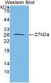 Aggrecan (AGC) Polyclonal Antibody, CAU30246