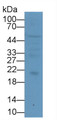 Interleukin 10 (IL10) Monoclonal Antibody, CAU30249