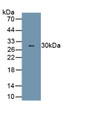 Neutrophil Elastase (NE) Polyclonal Antibody, CAU30250