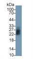 Mannose Binding Lectin (MBL) Polyclonal Antibody, CAU30270