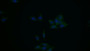 FITC staining on IF; Samples: Human HepG2 cell;  Primary Ab: 20μg/ml Rabbit Anti-Rat LRP11 Antibody Second Ab: 1.5μg/ml FITC-Linked Caprine Anti-Rabbit IgG Polyclonal Antibody 