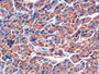 DAB staining on IHC-P; Samples: Porcine Pancreas Tissue;  Primary Ab: 20µg/ml Rabbit Anti-Porcine CL