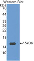 Interleukin 15 (IL15) Polyclonal Antibody, CAU30283