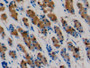 DAB staining on IHC-P; Samples: Rabbit Stomach Tissue;  Primary Ab: 20µg/ml Cavia Anti-Rabbit IL15 A