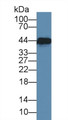 Western Blot; Sample: Mouse Small intestine lysate; Primary Ab: 5µg/ml Mouse Anti-Human CKM Antibody Second Ab: 0.2µg/mL HRP-Linked Caprine Anti-Mouse IgG Polyclonal Antibody