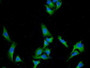 FITC staining on IF; Samples: Human U2OS Cells;  Primary Ab: 40µg/ml Mouse Anti-Human CUZD1 Antibody