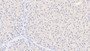 DAB staining on IHC-P; Samples: Human Liver Tissue;  Primary Ab: 10µg/ml Mouse Anti-Human TDO Antibody Second Ab: 2µg/mL HRP-Linked Caprine Anti-Mouse IgG Polyclonal Antibody 