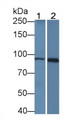 Beta Catenin (β-catenin) Monoclonal Antibody, CAU30349