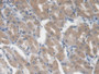 DAB staining on IHC-P; Samples: Human Stomach Tissue;  Primary Ab: 20µg/ml Mouse Anti-Human LGALS3BP