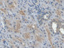DAB staining on IHC-P; Samples: Human Kidney Tissue; Primary Ab: 30µg/ml Mouse Anti-Human EPO Antibody Second Ab: 2µg/mL HRP-Linked Caprine Anti-Mouse IgG Polyclonal Antibody
