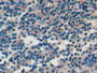 DAB staining on IHC-P; Samples: Human Tonsil Tissue;  Primary Ab: 10µg/ml Mouse Anti-Human PD1 Antib