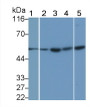Interleukin 1 Beta (IL1b) Monoclonal Antibody, CAU30369