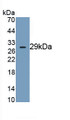 Dynein, Axonemal, Heavy Chain 11 (DNAH11) Monoclonal Antibody, CAU30375