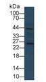 Cyclophilin B (CYPB) Monoclonal Antibody, CAU30382