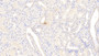 DAB staining on IHC-P; Samples: Human Kidney Tissue; Primary Ab: 10μg/ml Mouse Anti-Human CYPB Antibody Second Ab: 2µg/mL HRP-Linked Caprine Anti-Mouse IgG Polyclonal Antibody