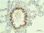 DAB staining on IHC-P; Samples: Rat Bronchus Tissue;  Primary Ab: 3µg/ml Rabbit Anti-Rat ADRb2 Antibody Second Ab: 2µg/mL HRP-Linked Caprine Anti-Rabbit IgG Polyclonal Antibody 