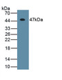 Interferon Beta (IFNb) Monoclonal Antibody, CAU30393