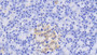 DAB staining on IHC-P; Samples: Porcine Pancreas Tissue;  Primary Ab: 20μg/ml Mouse Anti-Porcine TRY Antibody Second Ab: 2µg/mL HRP-Linked Caprine Anti-Mouse IgG Polyclonal Antibody 