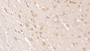 DAB staining on IHC-P; Samples: Human Cerebrum Tissue; Primary Ab: 40µg/ml Mouse Anti-Human NRGN Antibody Second Ab: 2µg/mL HRP-Linked Caprine Anti-Mouse IgG Polyclonal Antibody