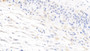 DAB staining on IHC-P; Samples: Human Placenta Tissue;  Primary Ab: 10µg/ml Mouse Anti-Human IL7 Antibody Second Ab: 2µg/mL HRP-Linked Caprine Anti-Mouse IgG Polyclonal Antibody 