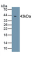 Heat Shock Protein 70 (HSP70) Monoclonal Antibody, CAU30421