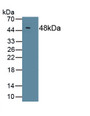 Interleukin 10 (IL10) Polyclonal Antibody, CAU30439