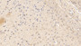 DAB staining on IHC-P; Samples: Rat Cerebrum Tissue; Primary Ab: 10µg/ml Mouse Anti-Rat RLN3 Antibody Second Ab: 2µg/mL HRP-Linked Caprine Anti-Mouse IgG Polyclonal Antibody