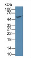 Visfatin (VF) Monoclonal Antibody, CAU30470