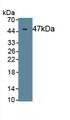 Interleukin 6 (IL6) Monoclonal Antibody, CAU30473