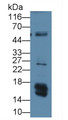 Leptin (LEP) Monoclonal Antibody, CAU30499