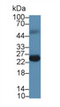 FK506 Binding Protein 7 (FKBP7) Monoclonal Antibody, CAU30500