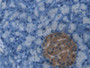 DAB staining on IHC-P; Samples: Rat Pancreas Tissue;  Primary Ab: 30µg/ml Mouse Anti-Rat CP Antibody