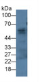 Fibulin 3 (FBLN3) Monoclonal Antibody, CAU30515