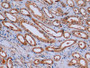 DAB staining on IHC-P; Samples: Human Kidney Tissue; Primary Ab: 10µg/ml Mouse Anti-Human ACTb Antibody Second Ab: 2µg/mL HRP-Linked Caprine Anti-Mouse IgG Polyclonal Antibody