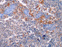 DAB staining on IHC-P; Samples: Human Tonsil Tissue; Primary Ab: 10µg/ml Mouse Anti-Human ACTb Antibody Second Ab: 2µg/mL HRP-Linked Caprine Anti-Mouse IgG Polyclonal Antibody