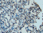 DAB staining on IHC-P; Samples: Mouse Lung Tissue; Primary Ab: 10µg/ml Mouse Anti-Mouse APOC1 Antibody Second Ab: 2µg/mL HRP-Linked Caprine Anti-Mouse IgG Polyclonal Antibody